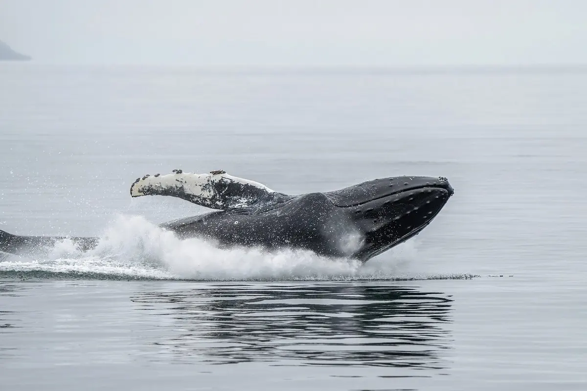 Ballenas de temporada