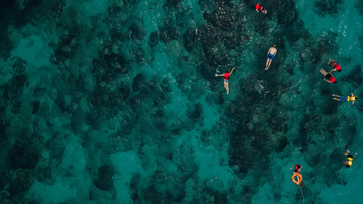 Snorkel y vida marina